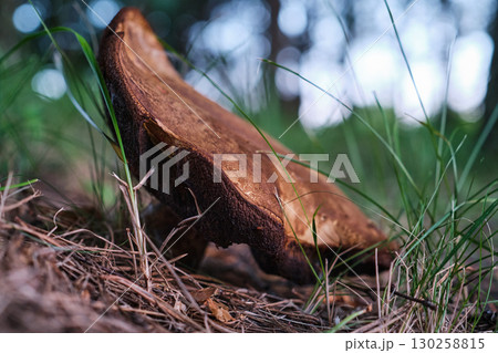 Edible Brown Mushroom Growing in Forest Close-Up 130258815