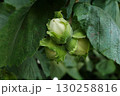 Hazelnuts Growing on Bush in Garden Orchard 130258816