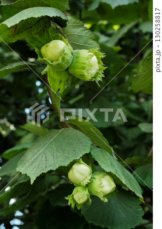 Hazelnuts Growing on Bush in Garden Orchard 130258817