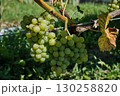 Clusters of Ripe Green Grapes in Vineyard Harvest Season 130258820