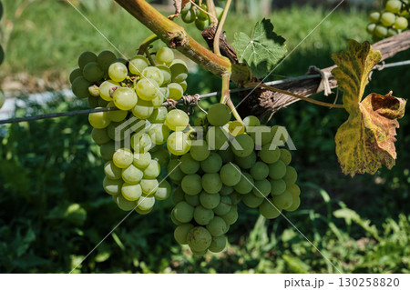 Clusters of Ripe Green Grapes in Vineyard Harvest Season 130258820