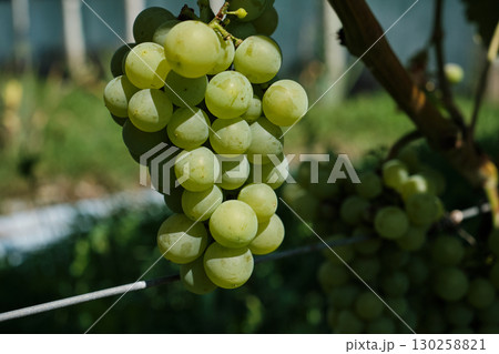 Clusters of Ripe Green Grapes in Vineyard Harvest Season 130258821