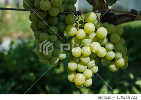 Clusters of Ripe Green Grapes in Vineyard Harvest Season 130258822