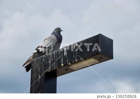A solitary pigeon is elegantly perched atop a street lamp beneath a backdrop of cloudy skies 130258928