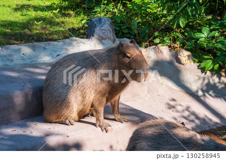 Capybara rests in a zoo enclosure Capybara rests in a zoo enclosure 130258945