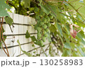 マンションの花壇で育ったブドウ 130258983