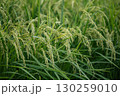 収穫期の稲穂 130259010