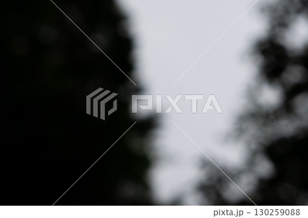 ホラー映画に出てきそうな木の背景素材 130259088