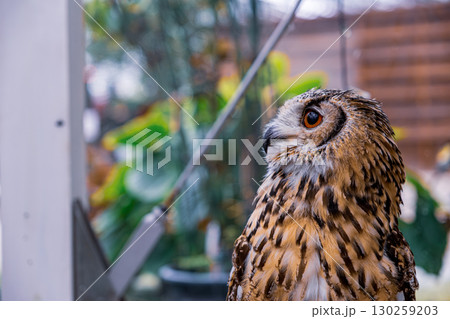 【#動物園】フクロウ 130259203