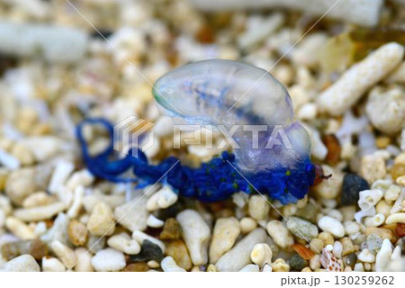 砂浜に漂着したカツオノエボシ 130259262