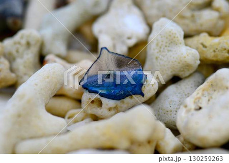 砂浜に漂着したカツオノカンムリ 砂浜に漂着したカツオノカンムリ 130259263