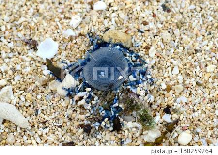 砂浜に漂着したギンカクラゲ 130259264