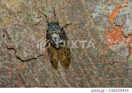 ミンミンゼミ 130259414