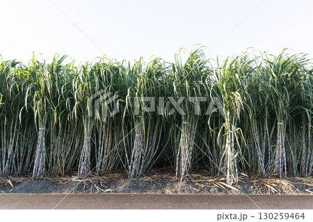さとうきび畑 130259464