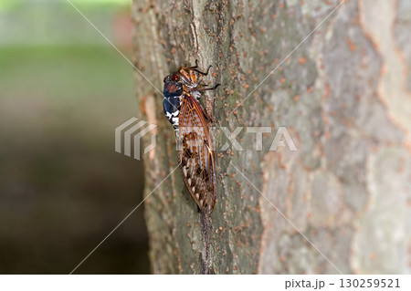 アブラ蝉 130259521