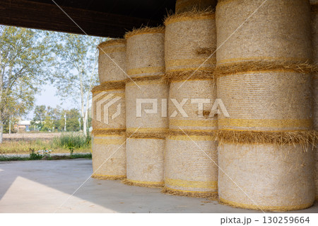 Round hay bales stacked neatly inside a barn, providing a warm and dry storage solution for livestock feed, ensuring nourishment during the cold winter months ahead Round hay bales stacked neatly inside a barn, providing a warm and dry storage solution for livestock feed, ensuring nourishment during the cold winter months ahead 130259664