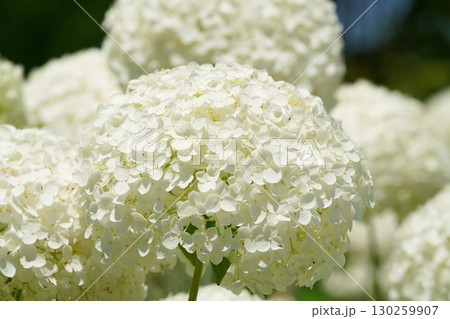 アナベル 130259907