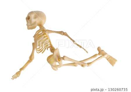 Plastic Halloween Skeleton for Halloween decoration isolated on background Plastic Halloween Skeleton for Halloween decoration isolated on background 130260735