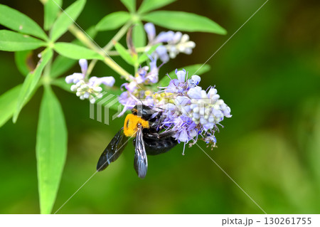 クマバチ 130261755