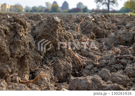 Plowed field showing sugar beet harvest residue and houses in background Plowed field showing sugar beet harvest residue and houses in background 130261916