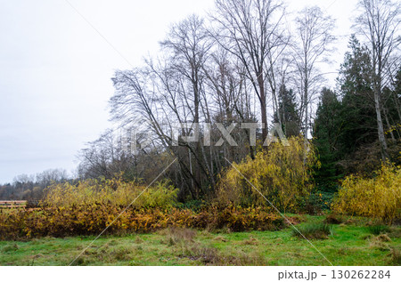 Burnaby Deer Lake Park, BC, Canada 130262284