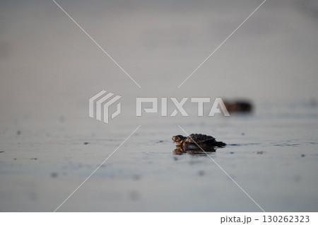 Little turtles crawl to ocean water Little turtles crawl to ocean water 130262323