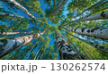 Fresh Green Birch Forest Scene Under Blue Sky Inspiring Tranquility for Website Banners or Social Media Campaigns. 130262574