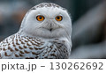 Striking Snowy Owl CloseUp with Breathtaking White Plumage Ideal for Nature and Wildlife Branding, Inspires Serenity and Majesty. 130262692