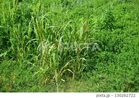 空き地　荒地　雑草　土地　vacant lot 130262722