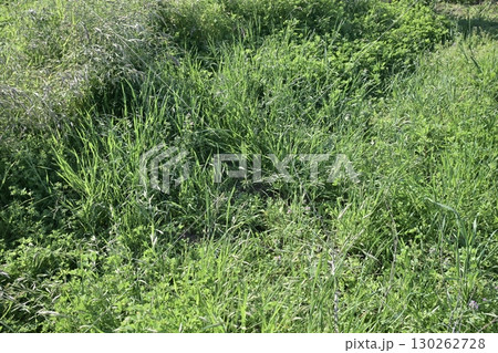 空き地 荒地 雑草 土地 vacant lot 空き地 荒地 雑草 土地 vacant lot 130262728
