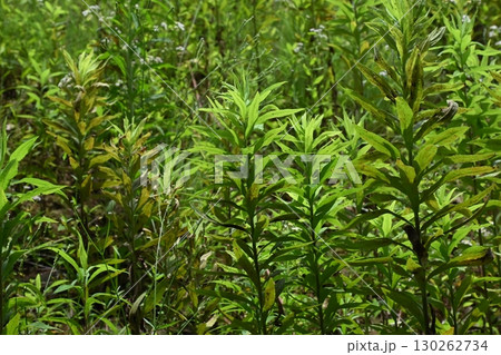 空き地 荒地 雑草 土地 vacant lot 空き地 荒地 雑草 土地 vacant lot 130262734