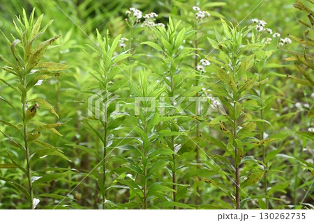 空き地　荒地　雑草　土地　vacant lot 130262735