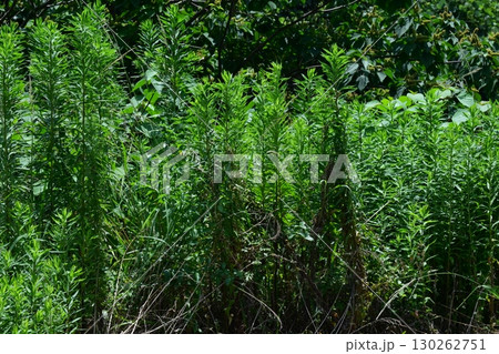 空き地 荒地 雑草 土地 vacant lot 空き地 荒地 雑草 土地 vacant lot 130262751