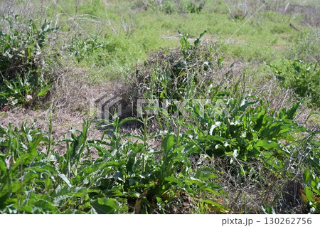 空き地 荒地 雑草 土地 vacant lot 空き地 荒地 雑草 土地 vacant lot 130262756