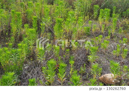 空き地 荒地 雑草 土地 vacant lot 空き地 荒地 雑草 土地 vacant lot 130262760