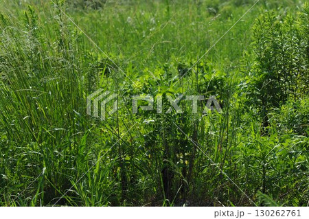空き地 荒地 雑草 土地 vacant lot 空き地 荒地 雑草 土地 vacant lot 130262761
