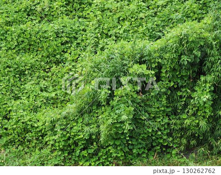 空き地 荒地 雑草 土地 vacant lot 空き地 荒地 雑草 土地 vacant lot 130262762