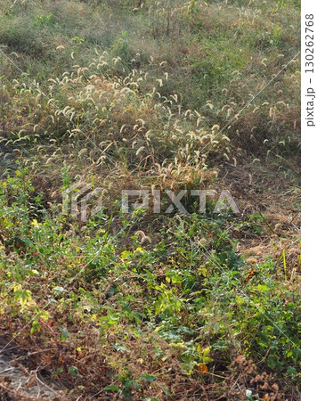 空き地　荒地　雑草　土地　vacant lot 130262768