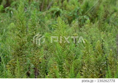 空き地 荒地 雑草 土地 vacant lot 空き地 荒地 雑草 土地 vacant lot 130262778