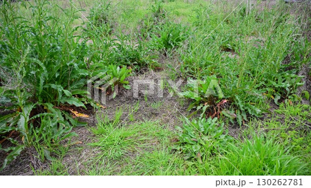 空き地 荒地 雑草 土地 vacant lot 空き地 荒地 雑草 土地 vacant lot 130262781
