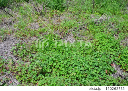 空き地　荒地　雑草　土地　vacant lot 130262783