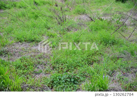 空き地 荒地 雑草 土地 vacant lot 空き地 荒地 雑草 土地 vacant lot 130262784