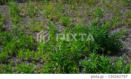 空き地 荒地 雑草 土地 vacant lot 空き地 荒地 雑草 土地 vacant lot 130262797