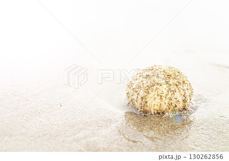 The sea urchins are washed up on the shore at the sandy beach. 130262856