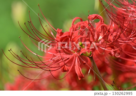 ヒガンバナ(彼岸花／Lycoris radiata) 130262995