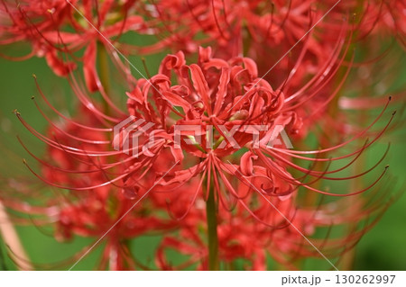ヒガンバナ(彼岸花／Lycoris radiata) 130262997