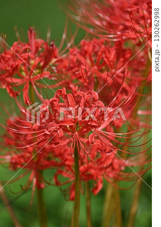 ヒガンバナ(彼岸花/Lycoris radiata) ヒガンバナ(彼岸花/Lycoris radiata) 130262998