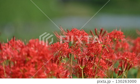 ヒガンバナ(彼岸花／Lycoris radiata) 130263000