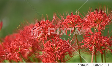 ヒガンバナ(彼岸花／Lycoris radiata) 130263001