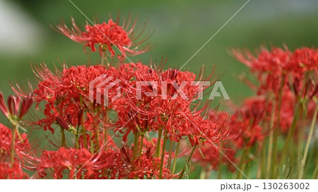 ヒガンバナ(彼岸花/Lycoris radiata) ヒガンバナ(彼岸花/Lycoris radiata) 130263002